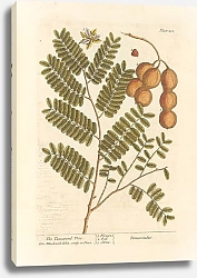 Постер Блэквелл Элизабет Тамариндовое дерево