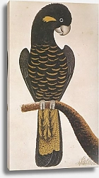 Постер Yellow-tailed Black Cockatoo