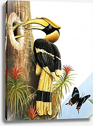 Постер Дэвис Р. (жив, дет) The Hornbill