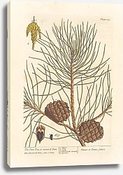 Постер Блэквелл Элизабет Сосна, или искусственная сосна