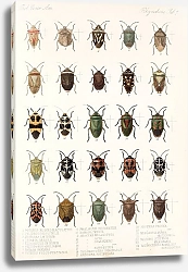 Постер Годман Фредерик Insecta Rhynchota Hemiptera-Heteroptera Pl 07