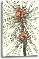 Постер Уолкотт Мари Сосна Лоболли. Pinus taeda