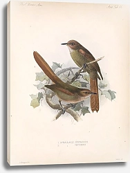 Постер Птицы J. G. Keulemans №47