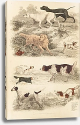 Постер Макгилливрей Уильям Dogs