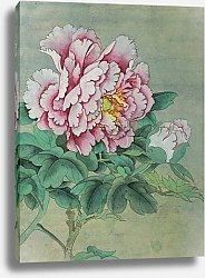 Постер Нежно-розовый цветок пиона с бутоном