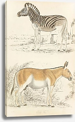 Постер Макгилливрей Уильям Horses