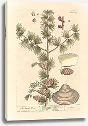 Постер Блэквелл Элизабет Лиственница