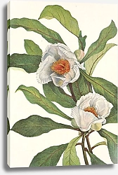 Постер Уолкотт Мари Франклиния. Пранклиния Алатамаха