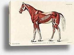 Постер Медицинская иллюстрация мышечной системы лошади (1904)