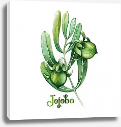 Постер Акварельные зеленые плоды жожоба