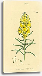 Постер Sowerby Ботаника №3 1