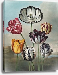 Постер Торнтон Роберт Группа тюльпанов
