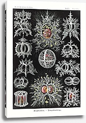 Постер Stephoidea–Ringelstrahlinge