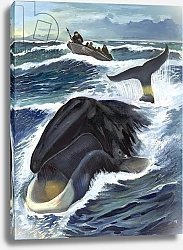 Постер Бэкхаус Д. (совр) Whaling