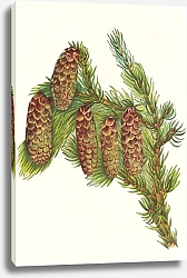 Постер Уолкотт Мари Ель Энгельмана. Пикеа Энгельманни