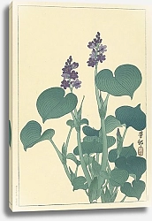 Постер Косон Охара Flowering hosta