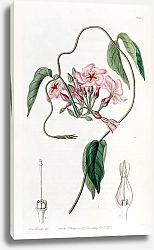 Постер Эдвардс Сиденем Star-flowered Echites