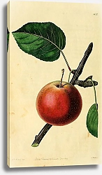 Постер Груша Летняя роза