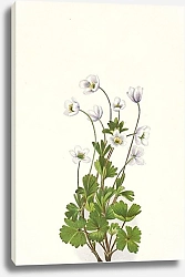 Постер Уолкотт Мари Northern Anemone. Anemone parviflora