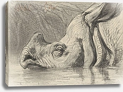 Постер Аллебе Август Голова носорога, наполовину погруженная в воду