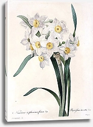 Постер Нарцисс с множеством цветков