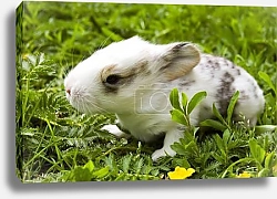 Постер Кролик в зеленой траве 2