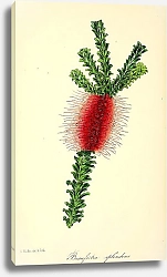 Постер Beaufortia Splendens