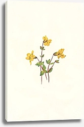 Постер Уолкотт Мари Alpine Monkeyflower. Mimulus caespitosus