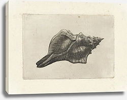 Постер Холлар Вецеслаус (грав) Trapezium horse conch