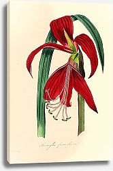 Постер Amaryllis formosissima
