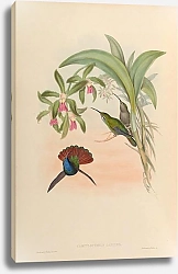 Постер Campylopterus Lazulus