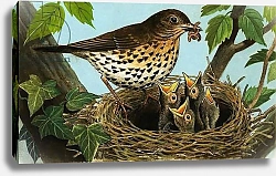 Постер Дэвис Р. (жив, дет) The Song Thrush