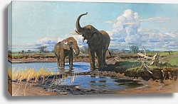 Постер Кухнерт Уильям Elephants at a waterhole