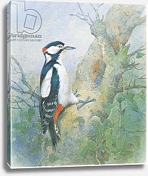 Постер Бенингфилд Гордон (1936-98) Great Spotted Woodpecker, from source unknown