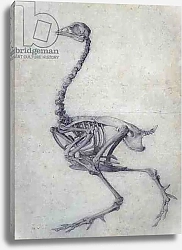 Постер Стаббс Джордж The Skeleton of a Fowl, 1795-1806