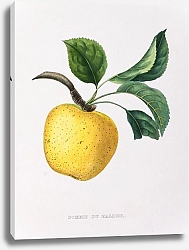 Постер Apples - Pomme Du Halder