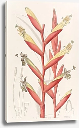 Постер Эдвардс Сиденем Parrot-flowered Vriesia