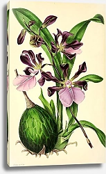 Постер Epidendrum Macrochilum roseum