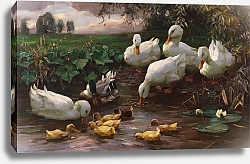 Постер Кестер Александр Селезень с утками и птенцами на берегу озера