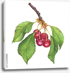 Постер Четыре ягоды вишни на ветке