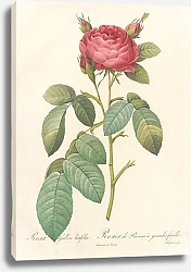 Постер Редюти Пьер Rosa Gallica Latifolia
