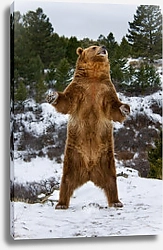 Постер Стоящий на задних лапах медведь в зимнем лесу
