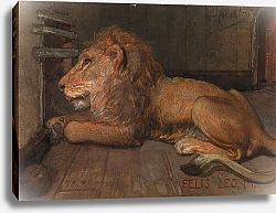 Постер Аллебе Август Лев в Артисе, Амстердам