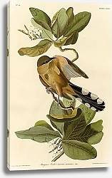 Постер Mangrove Cuckoo