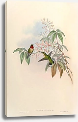 Постер Trochilus Colubris