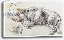 Постер Уорд Артур Sleeping Pig