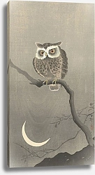 Постер Косон Охара Long-eared owl on bare tree branch