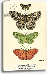 Постер Школа: Английская 19в. Butterflies 103