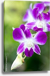 Постер Лиловая орхидея