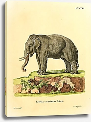 Постер Азиатский слон